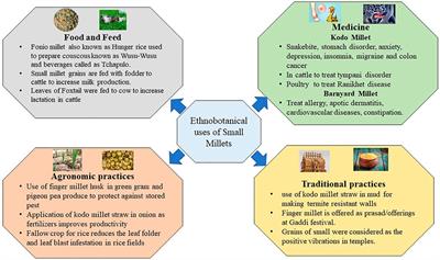 Revitalization of small millets for nutritional and food security by advanced genetics and genomics approaches